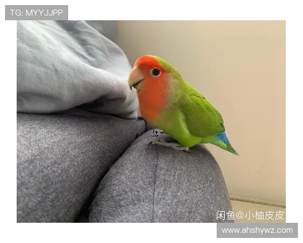 鹦鹉足球明星的名字盘点与介绍让我们一起了解这些绿羽球场英雄